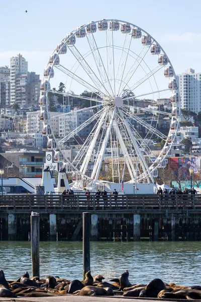 San Francisco, CA - 4 Ocak 2024: Kaliforniya Sean aslanları