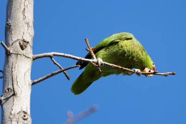 Kırmızı taçlı papağan sakız yiyor.