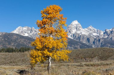 Grand Teton dağlarının önünde sonbahar yapraklarıyla yapayalnız bir ağaç.