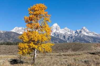 Grand Teton dağlarının önünde sonbahar yapraklarıyla yapayalnız bir ağaç.