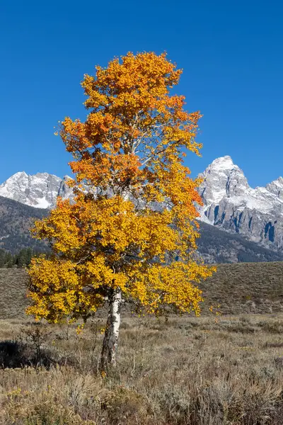Grand Teton dağlarının önünde sonbahar yapraklarıyla yapayalnız bir ağaç.