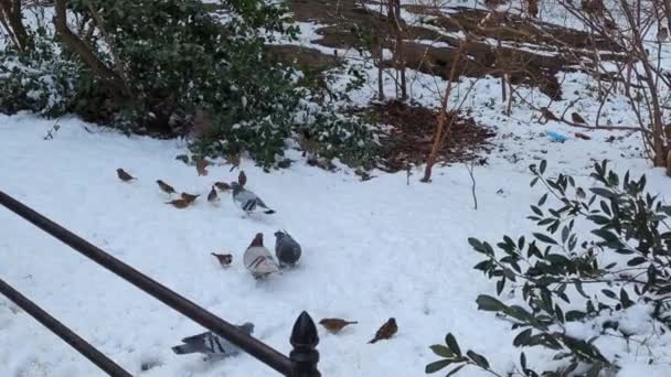 Голуби Едят Снегу Центральном Парке Нью Йорке — стоковое видео