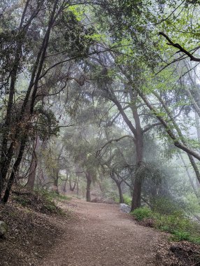 Foggy trail to Switzer falls in California clipart