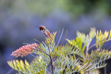 Allen 'ın sinekkuşu kaşınıyor.