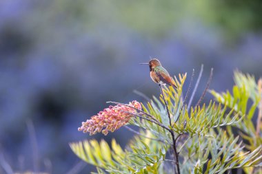 Allen's hummingbird perched on a branch clipart