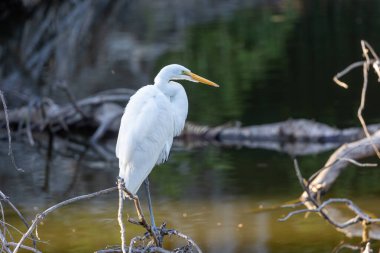 Balıkçıl, suyun üzerindeki bir dala tünemiş.