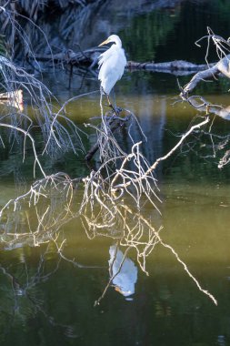 Balıkçıl, suyun üzerindeki bir dala tünemiş.