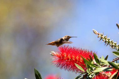 Allen 'ın kırmızı sakız ağacındaki sinekkuşu