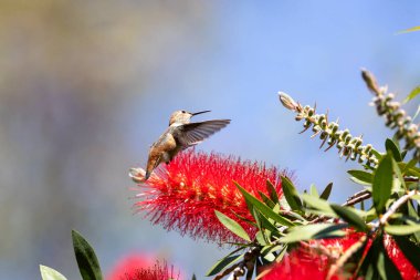 Allen 'ın kırmızı sakız ağacındaki sinekkuşu
