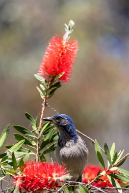 Steller's jay in a flowering red gum tree clipart
