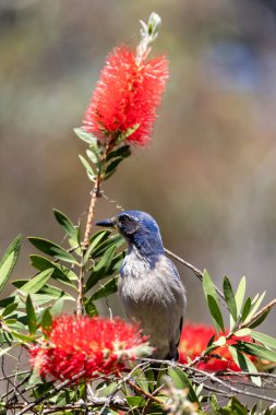 Steller's jay in a flowering red gum tree clipart