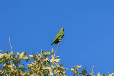 Green parrot in a tree in Los Angeles clipart