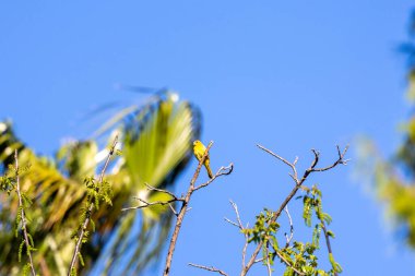 Kapüşonlu oriole ağaçta tünemiş.