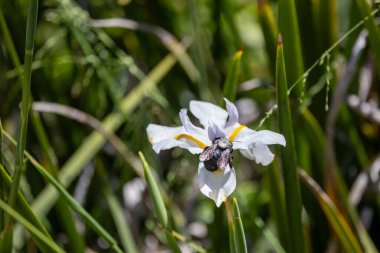 Yaban arısı gözü döllüyor