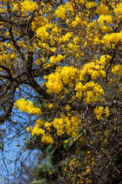 Çiçekli sarı trompet ağacı