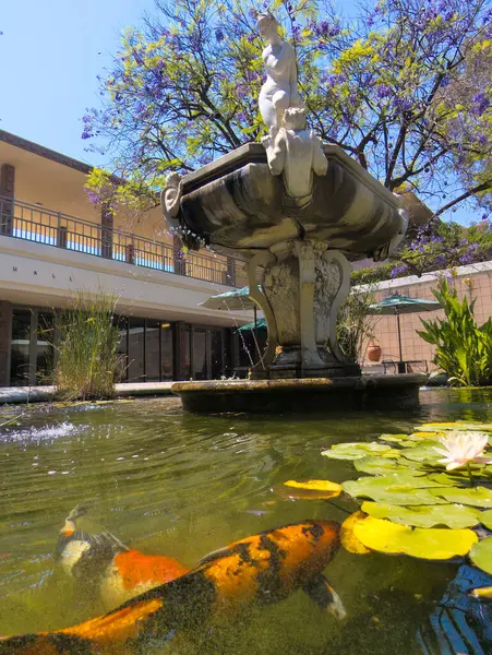 stock image Claremont, CA - July 9 2024:  Fountain surrounded with koi at  Harvey Mudd College