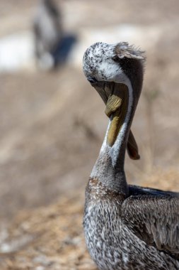 La Jolla 'daki Pelikan' a yaklaş