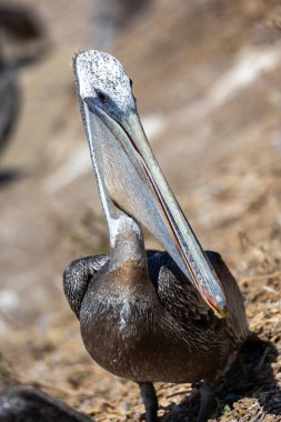La Jolla 'daki Pelikan' a yaklaş