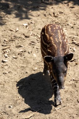 Genç bir Baird 'in Tapir' ine yakından bakın.