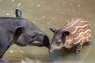 Mother and juvenile Baird's tapir clipart