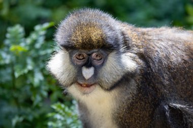 Schmidt 'in kırmızı kuyruklu maymunun portresi