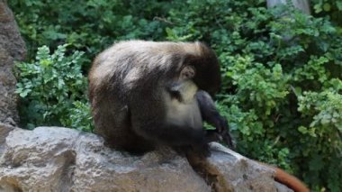 Schmidt 'in kırmızı kuyruklu maymunu kendini tımar ediyor.