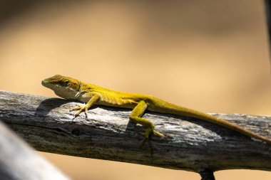 Anole bir ağaç dalında dinleniyor.