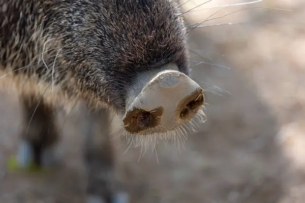 stock image Close up view of a peccary snout