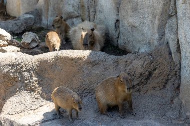 Capybaras ailesi.