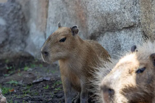 stock image Close up of juvenile capybara