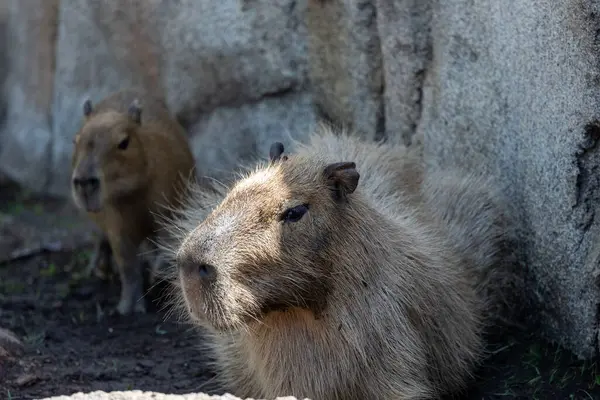 Yetişkin Capybara, uzakta bir çocuk var.