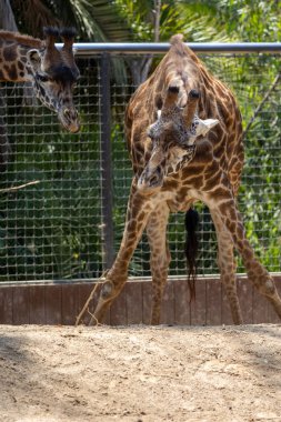 Genç zürafa su içmek için eğiliyor.