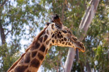 Dili açık zürafayı kapat.