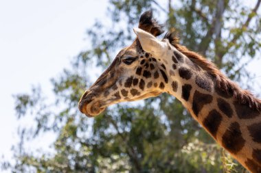 Zürafanın başını kapat.