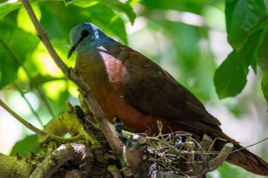 Mavi başlı güvercin ağaçta tünemiş.