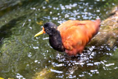 Close up view of a wattled jacana clipart