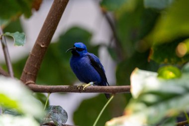 Mor bal sürüngeni ağaçta tünemiş