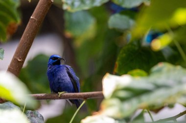 purple honeycreeper perched in a tree clipart