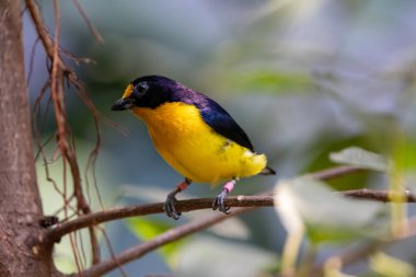 İhlal edici bir coşkunun yakın görüntüsü