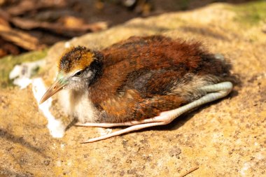 Close up of juvenile wattled jacana clipart