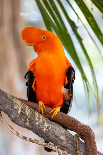 stock image Close up of Andean cock-of-the-rock bird