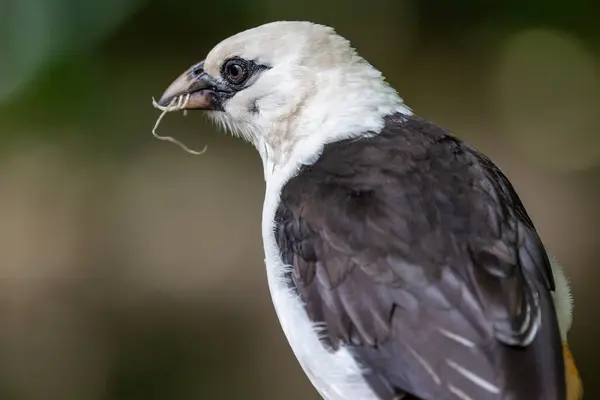 stock image Close up of white-headed buffalo weaver bird