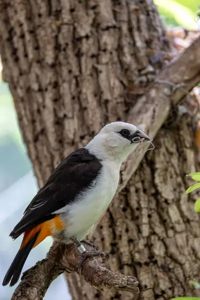 stock image Close up of white-headed buffalo weaver bird