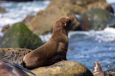 Kaliforniya deniz aslanı La Jolla sahillerinde uyuyor.