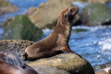 Kaliforniya deniz aslanı La Jolla sahillerinde uyuyor.