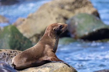 Kaliforniya deniz aslanı La Jolla açıklarında