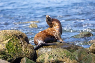 Kaliforniya deniz aslanı La Jolla açıklarında