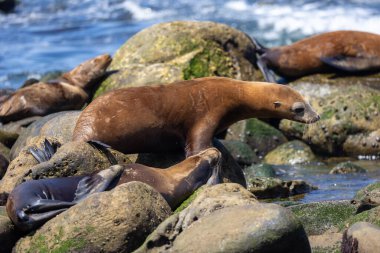 Kaliforniya deniz aslanı La Jolla açıklarında