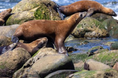 Kaliforniya deniz aslanı La Jolla açıklarında