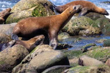 Kaliforniya deniz aslanı La Jolla açıklarında